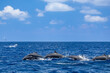 Pod of Dolphins Gliding Through Sparkling Tropical Waters