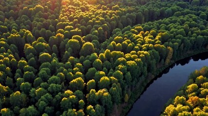 Poster - Golden forest serenity with lush green trees, sunlight streaming through, peaceful river, nature landscape, vibrant green scenery