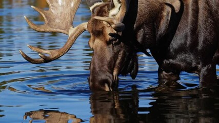 Aufkleber - Majestic moose with antlers at lakeside drinking water, vibrant autumn forest, snowy mountain, wildlife and nature animal scene