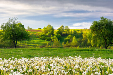 Wall Mural - mountainous rural landscape with dandelion meadow in spring. scenic view with blooming weeds in the 