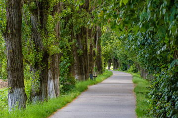 Wall Mural - footpath among lime trees on a sunny day in summer. uzhhgorod linden alley is the longest in europe