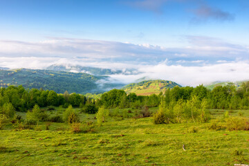 Wall Mural - countryside mountain landscape with morning fog. alpine scenery of sunny transcarpathia under blue s