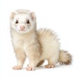 © niramol - A cute ferret with light fur stands alertly against a white background.
