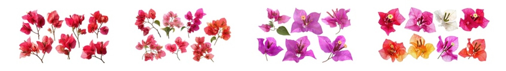 Fototapete - Arrangement of colorful bougainvillea blossom isolated on transparent background