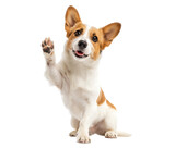 Cute jack russell terrier puppy raise hands, jack russell terrier dog giving high five isolated on a transparent background