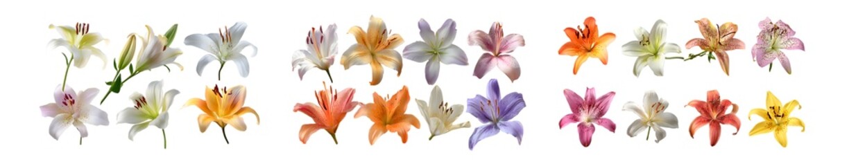 Fototapete - Collection of colorful lily flowers isolated on white background.