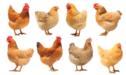 Poster - set of Variety of hens in different plumage colors. isolated on transparent background
