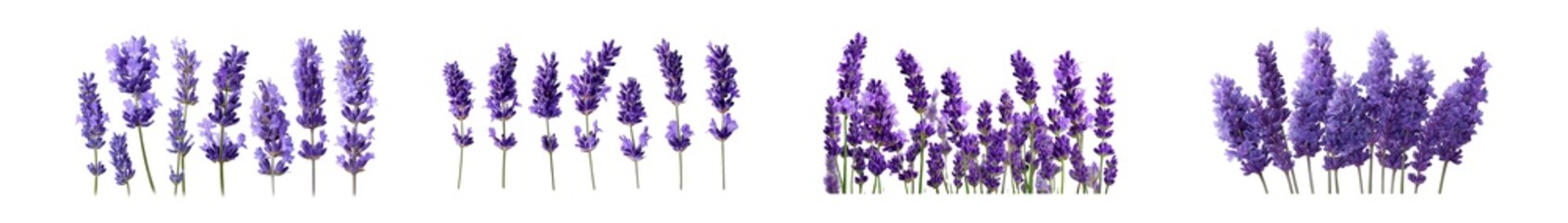 Fototapete - Lavender sprigs arranged in groups isolated on transparent background