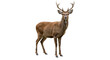 © Leon - Isolated Red Deer Stag