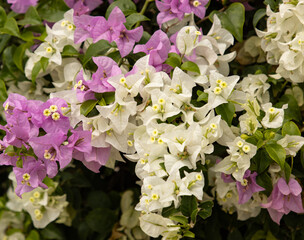 Wall Mural - A bunch of flowers with pink and white petals