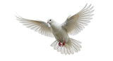 Isolated Dove