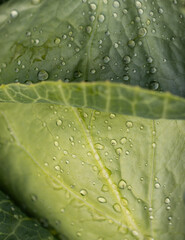 Wall Mural - A leaf with water droplets on it