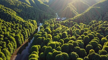 Wall Mural - bright sunlight streaming through dense forest canopy, revealing winding river meandering across ver
