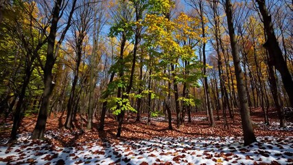 Wall Mural - warm sunlight casting golden rays across snow dusted forest floor, illuminating vibrant autumn folia