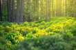 © pyty - Sunlight filters through the tall pine trees, illuminating lush green underbrush in a serene forest. Spring brings new life, creating a peaceful and rejuvenating atmosphere.
