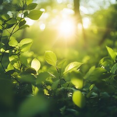 Poster - Close-up of leaves illuminated by warm sunlight creating a beautiful nature background