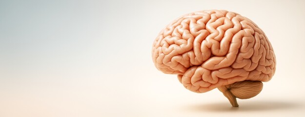 Poster - Human brain model on light background for science and education concept with copy space for banner, poster or advertising template design.