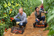 © JackF - Girl, man and woman harvesting tomatoes in large orchard