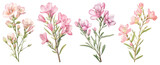 PNG Delicate watercolor pink flowers, element set on transparent background