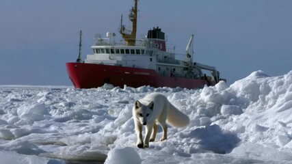 Poster - An arctic fox runs towards the camera across the Arctic ice, with a large red and white icebreaker ship in the background.