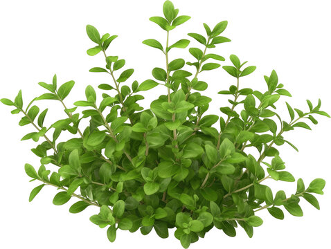 Lush green herb cluster against a black background.