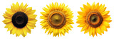 PNG Vibrant sunflowers in bloom, element set on transparent background