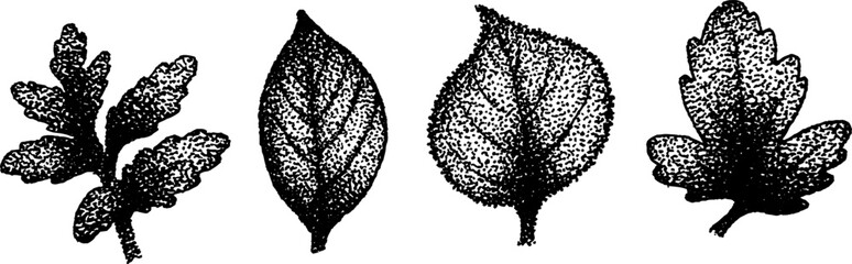Poster - Intricate stippling ink illustration of various leaves for artistic and decorative use