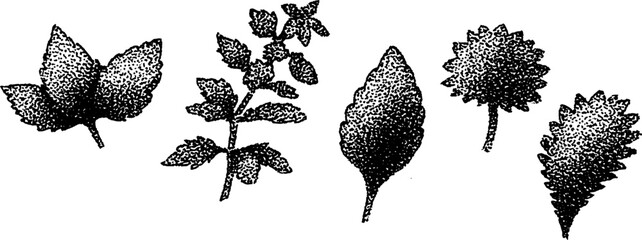 Poster - Stippling ink illustration of various leaves featuring hyper-detailed botanical designs