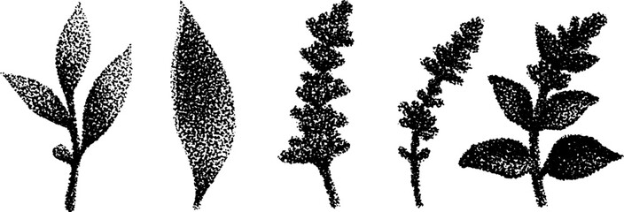 Poster - Stippling ink botanical illustrations of leaves and plants for artistic design