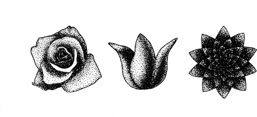 Poster - Stippling ink art featuring detailed rose, tulip, and succulent set for creative designs