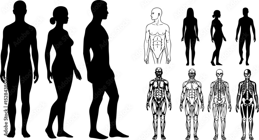 Male and Female Body Silhouettes Front and Side Views, Male Anatomy ...