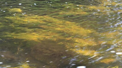 Wall Mural - View into a small park stream at water plants as bubbles float along the surface
