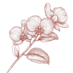 Poster - Detailed Botanical Illustration Of Orchid Flowers In Elegant Line Art With Leaves And Stem On Transparent Background