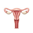 © PNGHut - Anatomy of the female reproductive system uterus ovaries fallopian on transparent background