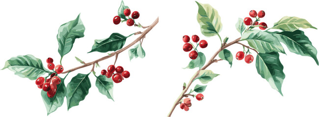 2 sets of coffee tree leaves and red berries with different patterns, in clip art style, isolated on