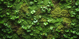 Close-up view of a lush green moss wall, showcasing the intricate texture and vibrant colors of nature's beauty.