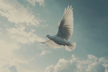 Poster - Bird gliding gracefully through a serene sky at sunset, white bird flying slow motion across the sky