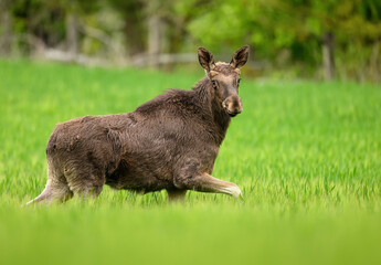 Wall Mural - Elk  Moose close up ( Alces alces )