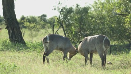 Wall Mural - Two waterbuck males clashing horns while an impala antelope is walking by in the foreground, Kruger National Park.