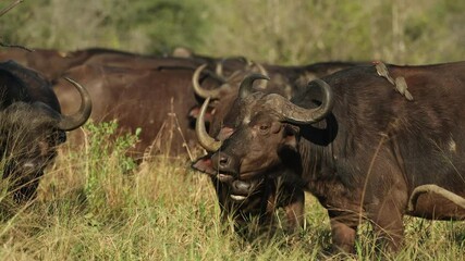 Wall Mural - A herd of Cape buffaloes feeding in the tall green grass in Kruger National Park.