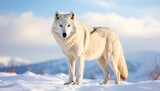 arctic wolf canis lupus