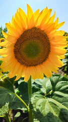 Wall Mural - Bright yellow Sunflower glowing in sunlight, close-up