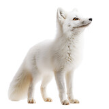 Elegant Arctic Fox Standing Gracefully in a Snowy Landscape