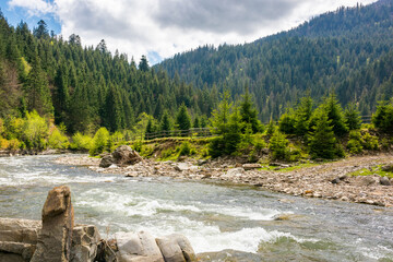 Wall Mural - river flowing through green valley in spring. remote vacation. spruce forest on hill. picturesque na