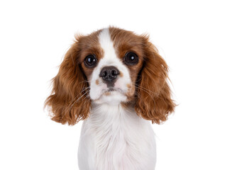 Poster - Head shot of cute brown and white Cabalier King Charles Spaniel dog puppy. Looking attentive towards camera. Isolated on a white background.