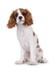 Poster - Cute brown and white Cabalier King Charles Spaniel dog puppy, sitting up facing front. Looking attentive towards camera. Isolated on a white background.