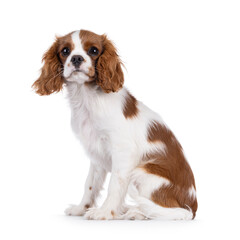 Poster - Cute brown and white Cabalier King Charles Spaniel dog puppy, sitting up side ways. Looking attentive towards camera. Isolated on a white background.