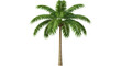 © Anna - Isolated Palm Tree