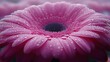 © Yuyun - Close-up of a pink gerbera daisy with water droplets (1)