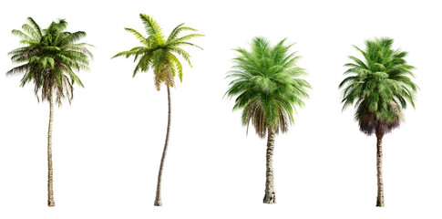 Poster - Four palm trees isolated on transparent background. 3D render. 3D illustration.